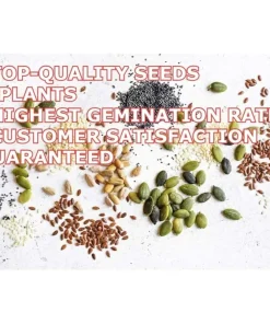 Madagascar Hibiscus Moscheutos Mallow Live Plant - Starter Size, Indoor/Outdoor - Image 4