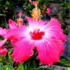 Madagascar Hibiscus Moscheutos Mallow Live Plant Starter - Malvaceae Perennial - Image 1