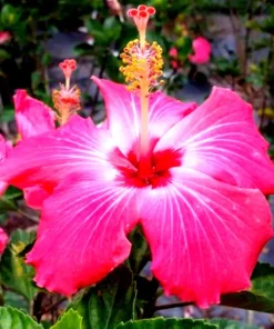 Madagascar Hibiscus Moscheutos Mallow Live Plant Starter - Malvaceae Perennial - Image 1