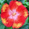 Madagascar Hibiscus Moscheutos Mallow Live Starter Plant - Rose of Sharon, Pink, Indoor/Outdoor - Image 1