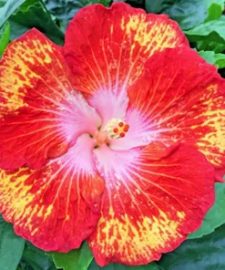 Madagascar Hibiscus Moscheutos Mallow Live Starter Plant - Rose of Sharon, Pink, Indoor/Outdoor - Image 1