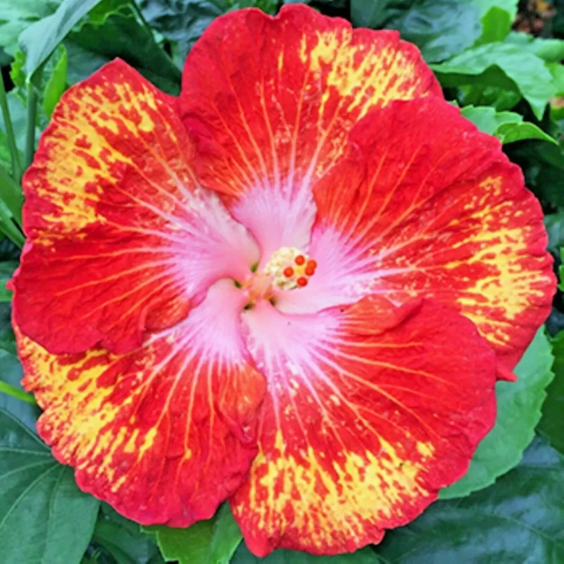 Madagascar Hibiscus Moscheutos Mallow Live Starter Plant - Rose of Sharon, Pink, Indoor/Outdoor - Image 1