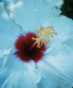 Madagascar Hibiscus Moscheutos Mallow Live Starter Plant - Rose of Sharon - Image 1
