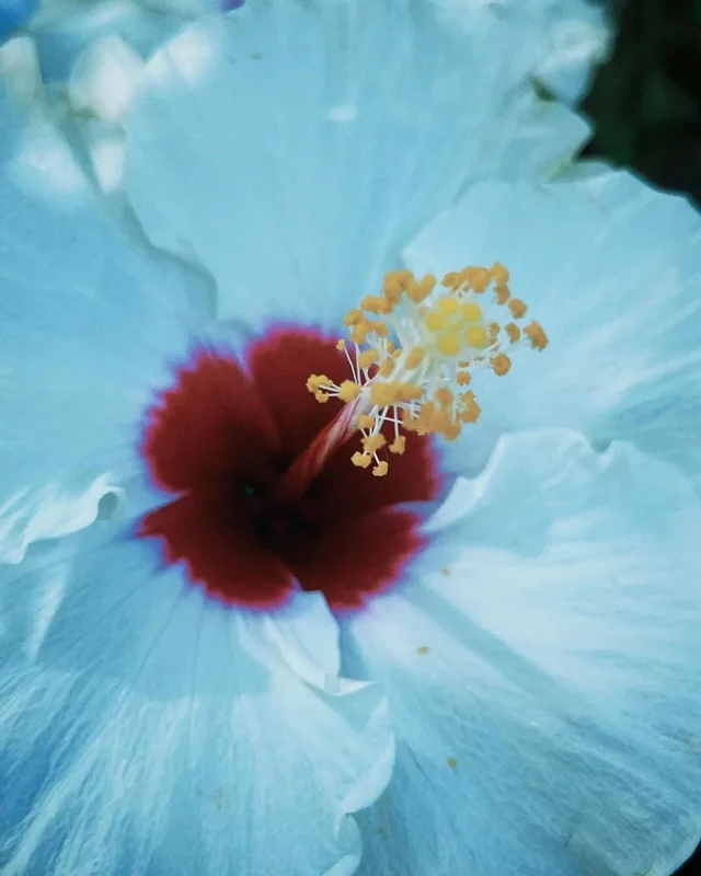Madagascar Hibiscus Moscheutos Mallow Live Starter Plant - Rose of Sharon - Image 1