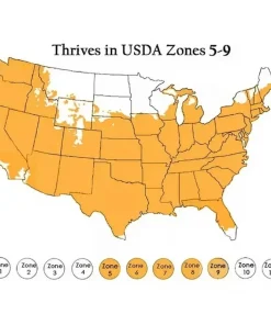 Madagascar Hibiscus Moscheutos Mallow Live Starter Plant - Perennial, Indoor/Outdoor - Image 6