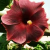 Madagascar Hibiscus Moscheutos Mallow Live Starter Plant - Rose of Sharon - Image 1