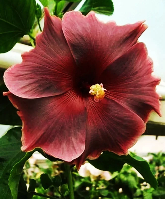 Madagascar Hibiscus Moscheutos Mallow Live Starter Plant - Rose of Sharon - Image 1