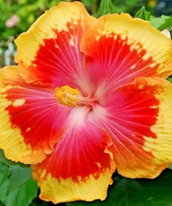 Madagascar Hibiscus Moscheutos Mallow Live Starter Plant - Perennial Rose of Sharon - Image 1