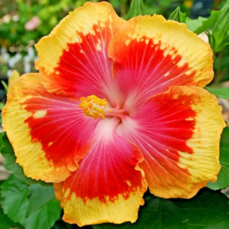 Madagascar Hibiscus Moscheutos Mallow Live Starter Plant - Perennial Rose of Sharon - Image 1