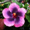 Madagascar Hibiscus Moscheutos Mallow Live Starter Plant - Perennial, Indoor/Outdoor - Image 1