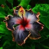 Madagascar Hibiscus Moscheutos Mallow Seeds - 5 Sample Seeds - Rose of Sharon - Image 1