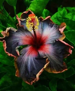 Madagascar Hibiscus Moscheutos Mallow Seeds - 5 Sample Seeds - Rose of Sharon - Image 1