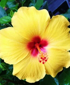 Madagascar Hibiscus Moscheutos Mallow Starter 7 Cuttings - Perennial Live Plant - Image 1
