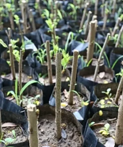 Madagascar Hibiscus Moscheutos Mallow Starter Cuttings - 7 Pack - Image 2