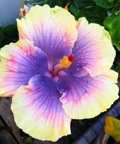 Madagascar Hibiscus Moscheutos Mallow Starter Cuttings - 7 Pack - Image 1