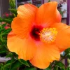 Madagascar Hibiscus Moscheutos Mallow Starter Cuttings - 7-Pack - Live Plant - Image 1