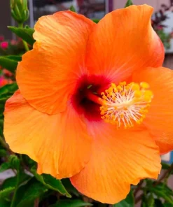 Madagascar Hibiscus Moscheutos Mallow Starter Cuttings - 7-Pack - Live Plant - Image 1