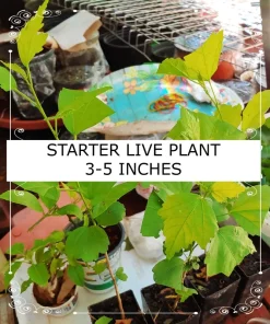 Madagascar Hibiscus Moscheutos Mallow Starter Live Plant - Indoor/Outdoor - Image 2