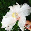 Madagascar Hibiscus Moscheutos Mallow Starter Live Plant - Perennial - Image 1