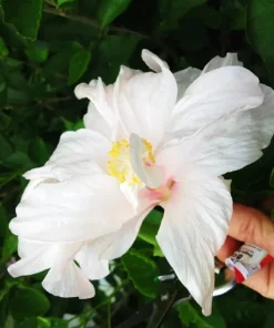Madagascar Hibiscus Moscheutos Mallow Starter Live Plant - Perennial - Image 1