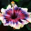 Madagascar Hibiscus Moscheutos Mallow Starter Live Plant Perennial - Image 1