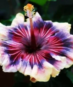 Madagascar Hibiscus Moscheutos Mallow Starter Live Plant Perennial - Image 1