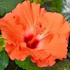 Madagascar Hibiscus Moscheutos Mallow Starter Live Plant - Perennial Rose of Sharon - Image 1