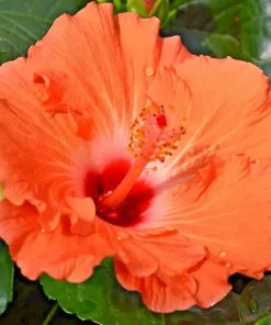 Madagascar Hibiscus Moscheutos Mallow Starter Live Plant - Perennial Rose of Sharon - Image 1