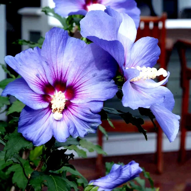 Madagascar Hibiscus Moscheutos Mallow Starter Live Plant – Rose of Sharon Seedling – Indoor & Outdoor - Image 1