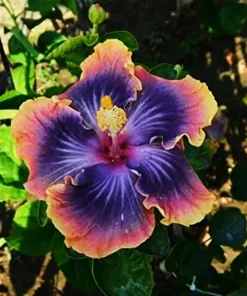 Madagascar Hibiscus Moscheutos Mallow Starter Live Plant - Indoor/Outdoor - Image 1