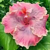 Madagascar Hibiscus Moscheutos Mallow Starter Live Plant - Perennial, Indoor/Outdoor - Image 1