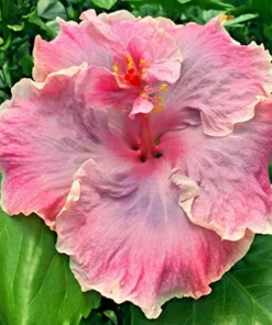 Madagascar Hibiscus Moscheutos Mallow Starter Live Plant - Perennial, Indoor/Outdoor - Image 1