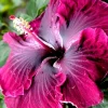 Madagascar Hibiscus Moscheutos Mallow Starter Live Plant - Indoor & Outdoor - Image 1