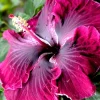 Madagascar Hibiscus Moscheutos Mallow Starter Live Plant - 7 Cuttings - Image 1