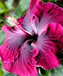 Madagascar Hibiscus Moscheutos Mallow Starter Live Plant - 7 Cuttings - Image 1