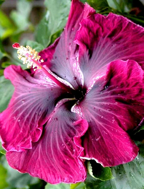 Madagascar Hibiscus Moscheutos Mallow Starter Live Plant - 7 Cuttings - Image 1