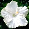 Madagascar Hibiscus Moscheutos Mallow Starter Live Plant - US Ship - Image 1