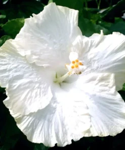 Madagascar Hibiscus Moscheutos Mallow Starter Live Plant - US Ship - Image 1