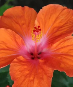 Madagascar Hibiscus Moscheutos Mallow Starter Live Plant - Indoor/Outdoor - Image 1
