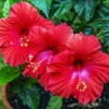 Madagascar Hibiscus Moscheutos Mallow Starter Live Plant – Rose Mallow – Indoor & Outdoor - Image 1