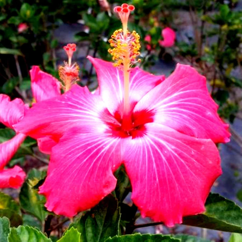 Madagascar Hibiscus Moscheutos Mallow Starter Plant Cuttings - 7 Cuttings - Image 1
