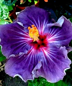 Madagascar Hibiscus Moscheutos Mallow Starter Plant Cuttings - 7 Pack - Image 1