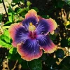 Madagascar Hibiscus Moscheutos Mallow Starter Plant Cuttings - 7-Pack - Image 1