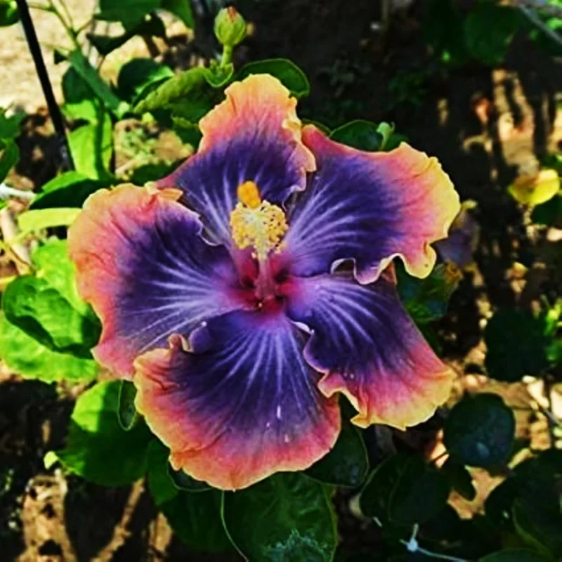 Madagascar Hibiscus Moscheutos Mallow Starter Plant Cuttings - 7-Pack - Image 1