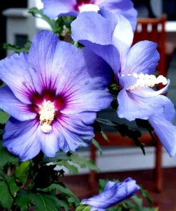 Madagascar Hibiscus Moscheutos Rose of Sharon Seeds - 15+ Seed Pack - Image 1