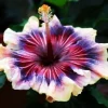 Madagascar Hibiscus Moscheutos Rose of Sharon Seeds - Pink Flower - Image 1