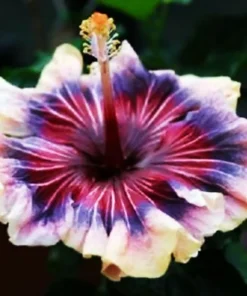 Madagascar Hibiscus Moscheutos Rose of Sharon Seeds - Pink Flower - Image 1