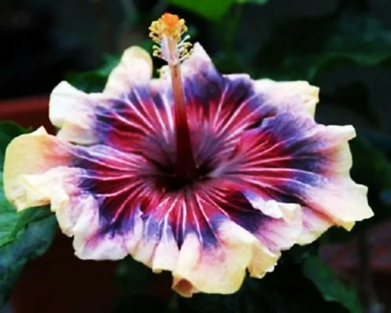 Madagascar Hibiscus Moscheutos Rose of Sharon Seeds - Pink Flower - Image 1