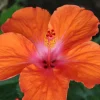 Madagascar Hibiscus Moscheutos Rose of Sharon Seeds - Perennial Flower Seeds - Image 1