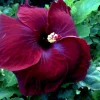 Madagascar Hibiscus Moscheutos Rose of Sharon Starter Seeds - Pink Flowers, Indoor & Outdoor - Image 1
